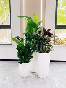 余姚盆景出租价格全解析,别错过这个关键信息!